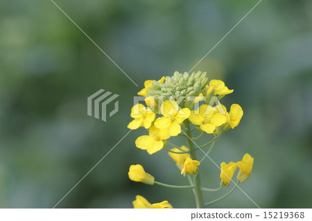 Oilseed rape Oilseed rape 15219368