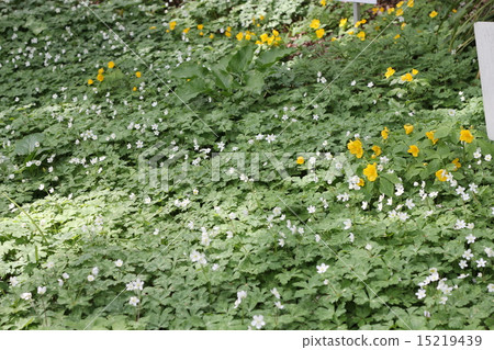 兩個輪子和草草 15219439