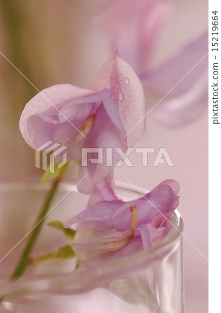 Sweet peas flower 15219664