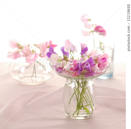 Sweet peas flower 15219688