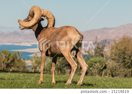 Desert Bighorn Sheep Ram Desert Bighorn Sheep Ram 15219819