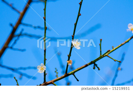Spring background. Blur and bokeh. Selective focus Spring background. Blur and bokeh. Selective focus 15219931