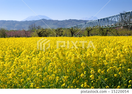 Rapeseed field Rapeseed field 15220054