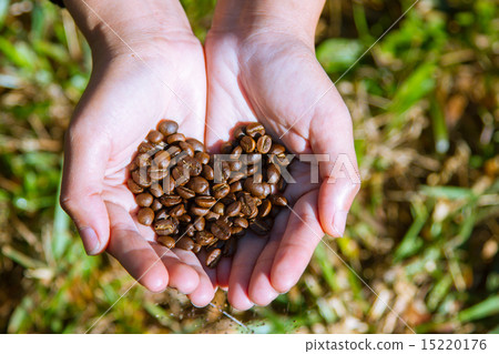 Fresh roasted coffee beans on hand  15220176