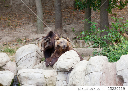 Two big brown bears have a rest on stones 15220239