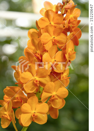 Orange Orchid ,Ascocenda orchid Orange Orchid ,Ascocenda orchid 15220647