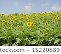 Sunflower field 15220689