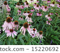 Echinacea 15220692