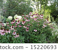 Garden flowers 15220693