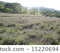 Herb field 15220694