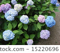 hydrangea   15220696