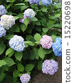 hydrangea   15220698