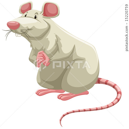 White rat White rat 15220759