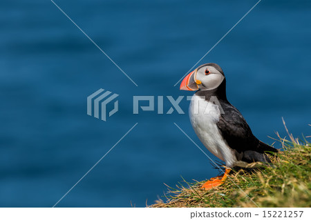 Puffin portrait on the blue sea background Puffin portrait on the blue sea background 15221257