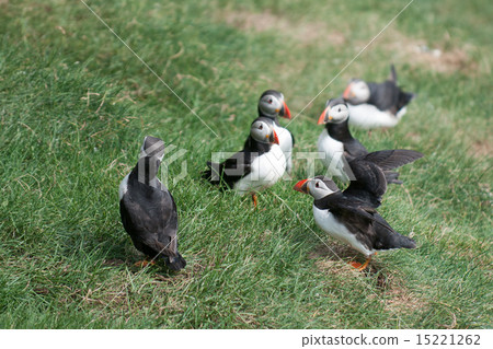 Puffin portrait on the green grass background Puffin portrait on the green grass background 15221262