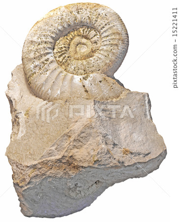 fossilized snail 15221411