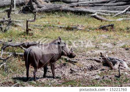 African Wildlife Warthog 15221760