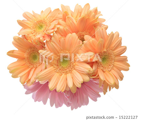 Gerbera Gerbera 15222127