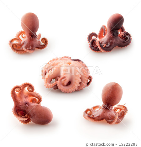 Small octopus. 15222295
