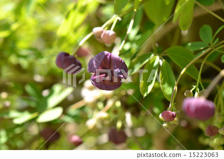 Akebi 15223063