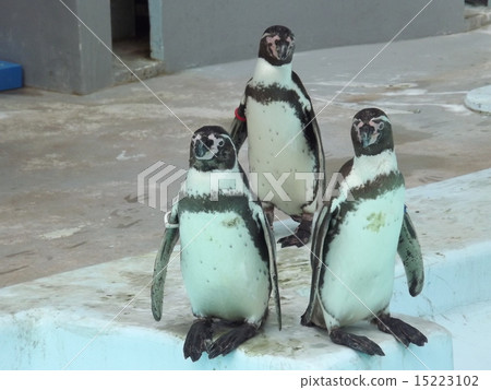 Penguin's afternoon Penguin's afternoon 15223102