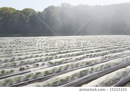 Tobacco field Tobacco field 15223103