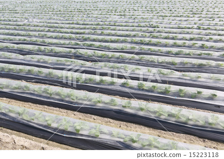 Tobacco field 15223118