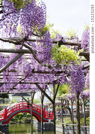 Wisteria flower of Kameido Tenjin 15223293