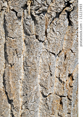 Rough tree bark texture Rough tree bark texture 15223493