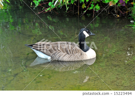 Single Canada goose in shallow pond Single Canada goose in shallow pond 15223494