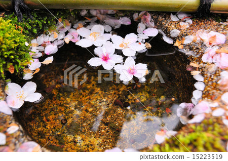 Cherry blossom petals floating on the water surface 15223519