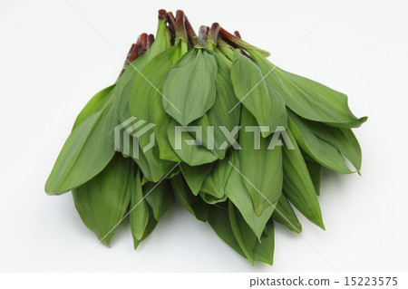 Garlic clamor 15223575