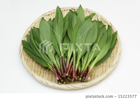 Garlic clamor Garlic clamor 15223577