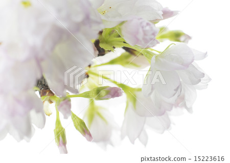 Asahiyama Sakura 15223616