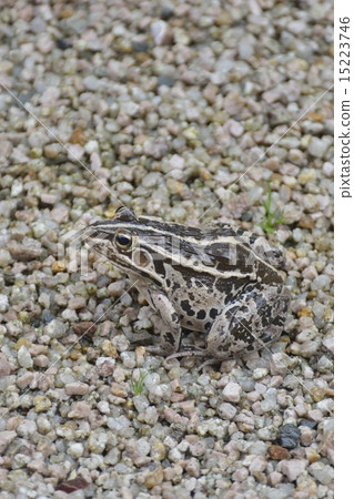 Tonosawa frog Tonosawa frog 15223746