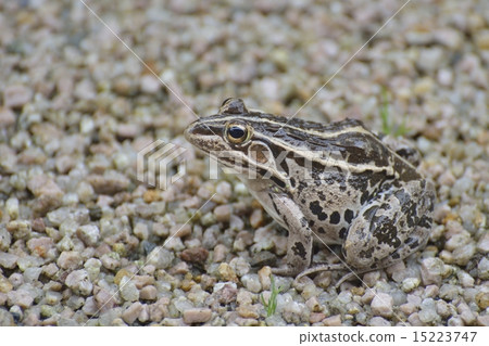 Tonosawa frog Tonosawa frog 15223747