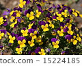 Viola 15224185