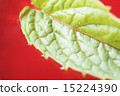 Mint 15224390