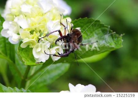 Miyamakuwagata Miyamakuwagata 15225159