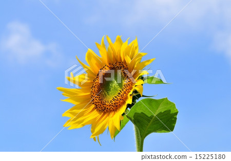 向日葵藍天 向日葵藍天 15225180