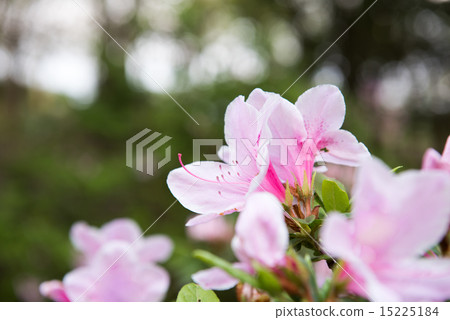 Azalea in full bloom Azalea in full bloom 15225184
