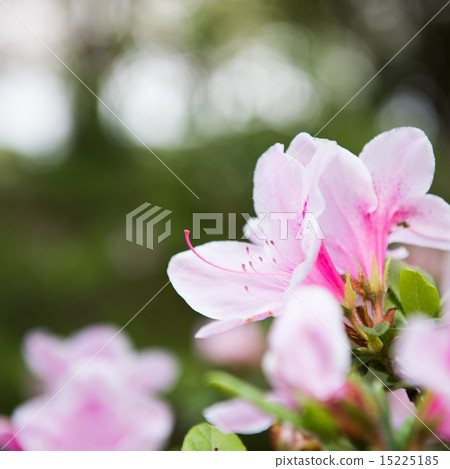 杜鵑花瓣特寫鏡頭 杜鵑花瓣特寫鏡頭 15225185