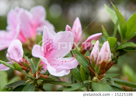 杜鵑花的花和芽 杜鵑花的花和芽 15225186
