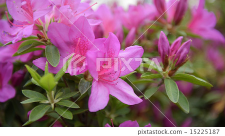 杜鵑花的粉紅色 15225187