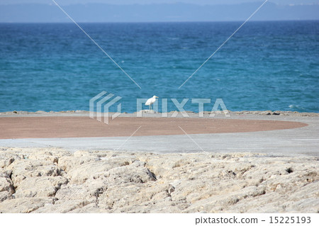 海鳥和海洋 15225193