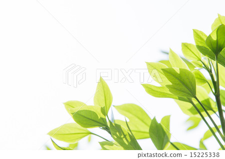 Refreshing fresh green 15225338