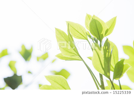Refreshing fresh green 15225339
