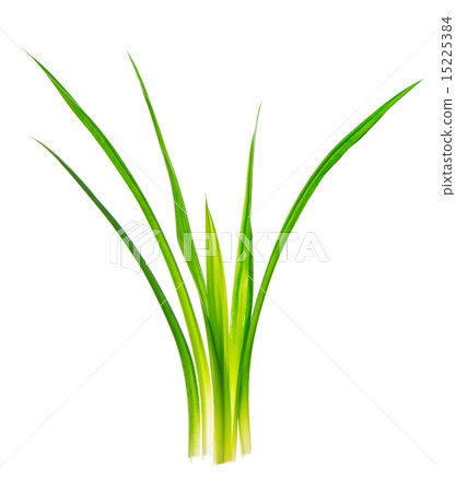 Fragrant pandan leaves plant 15225384
