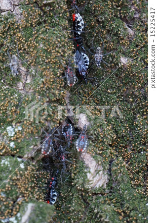 一隻烏龜 15225417