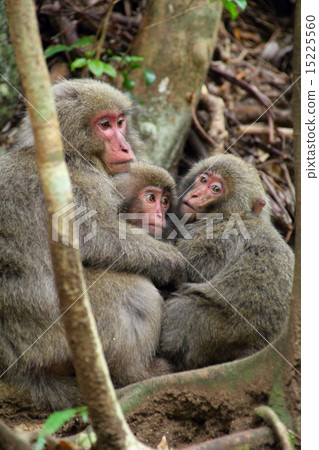 Yakusa Monkey 15225560